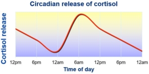 circadian-release-of-cortisol